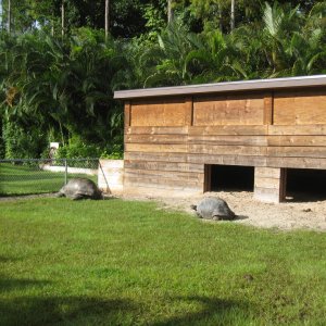 ALDABRA BREEDER