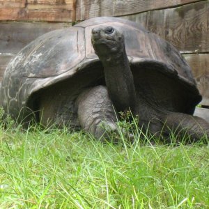ALDABRA BREEDER