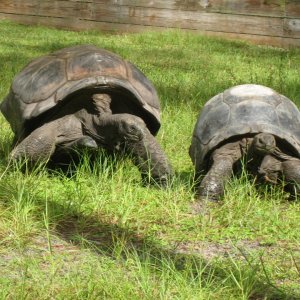ALDABRA BREEDER