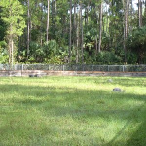 ALDABRA BREEDER