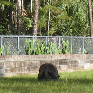ALDABRA BREEDER
