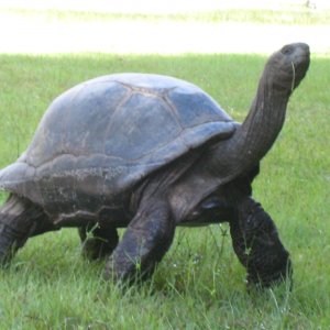 ALDABRA BREEDER