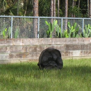 ALDABRA BREEDER