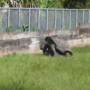 ALDABRA BREEDER
