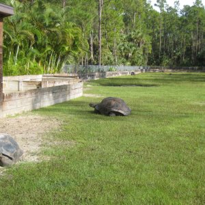 ALDABRA BREEDER
