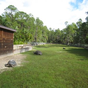 ALDABRA BREEDER