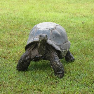 ALDABRA BREEDER