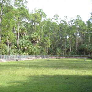 ALDABRA BREEDER