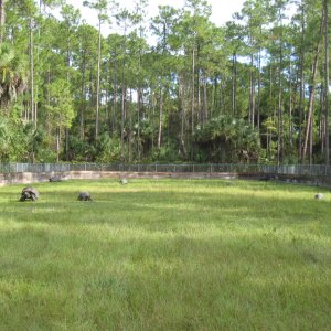 ALDABRA BREEDER