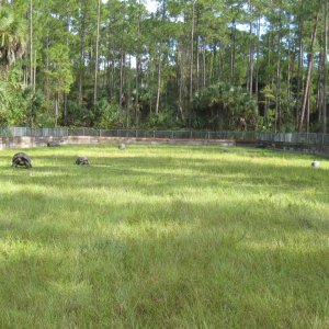 ALDABRA BREEDER
