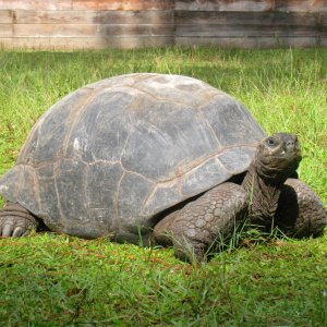 ALDABRA BREEDER