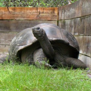 ALDABRA BREEDER