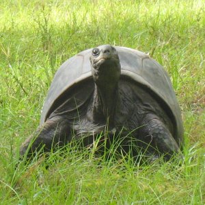 ALDABRA BREEDER