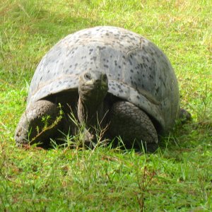 ALDABRA BREEDER