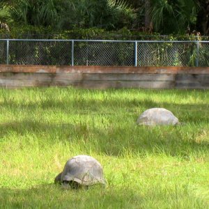 ALDABRA BREEDER