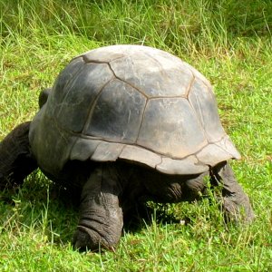 ALDABRA BREEDER