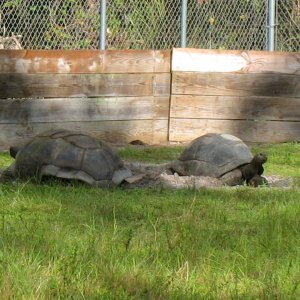 ALDABRA BREEDER