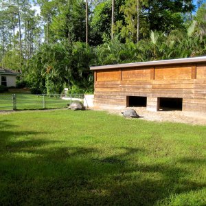 ALDABRA BREEDER