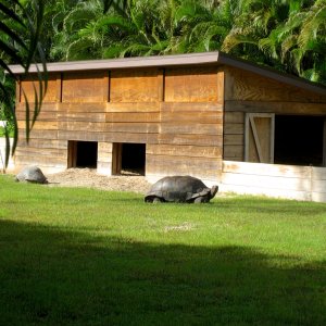 ALDABRA BREEDER