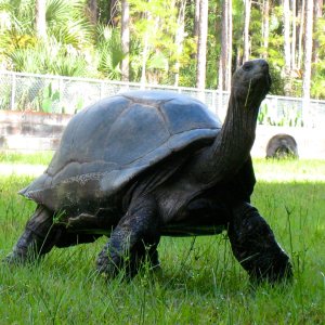 ALDABRA BREEDER