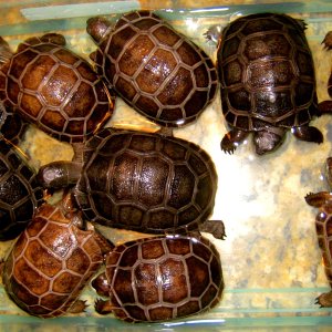 ALDABRA BREEDER