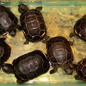 ALDABRA BREEDER