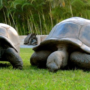 ALDABRA BREEDER