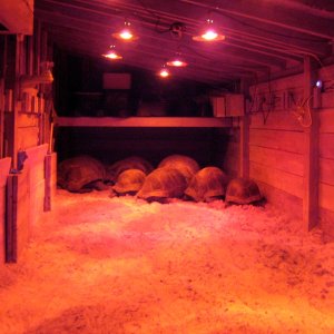 ALDABRA BREEDER