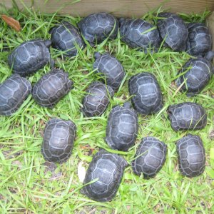 ALDABRA BREEDER