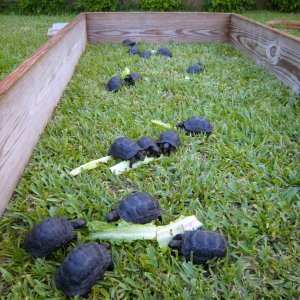 ALDABRA BREEDER