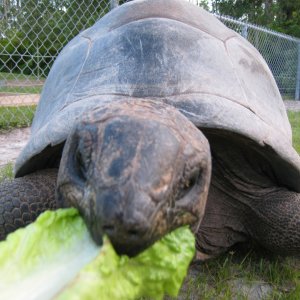 ALDABRA BREEDER