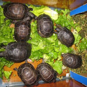 ALDABRA BREEDER