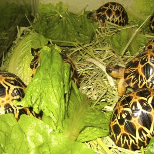 ALDABRA BREEDER