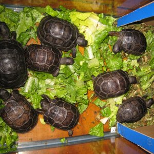 ALDABRA BREEDER
