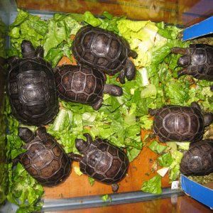 ALDABRA BREEDER