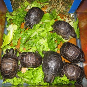 ALDABRA BREEDER