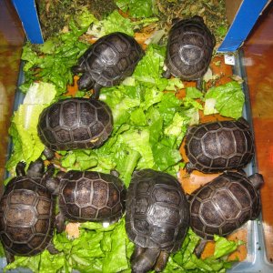 ALDABRA BREEDER