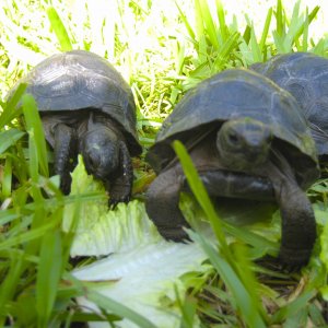 ALDABRA BREEDER