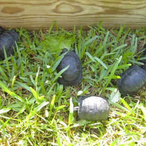 ALDABRA BREEDER