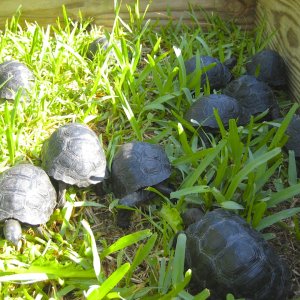 ALDABRA BREEDER