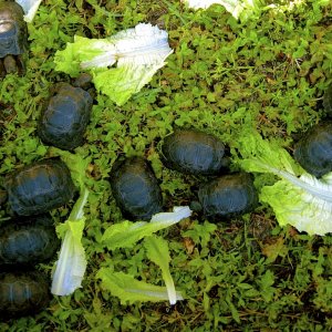 ALDABRA BREEDER