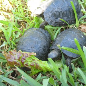 ALDABRA BREEDER