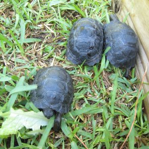 ALDABRA BREEDER