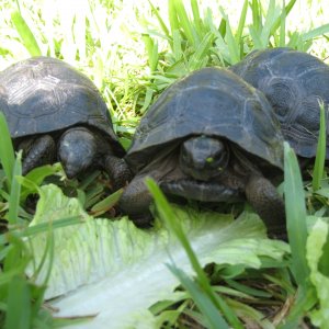 ALDABRA BREEDER