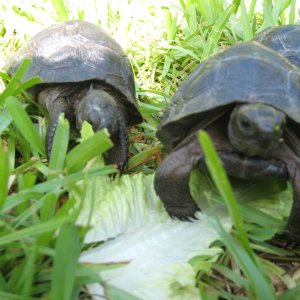 ALDABRA BREEDER