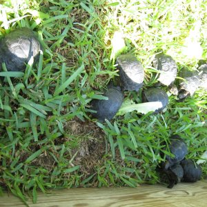 ALDABRA BREEDER