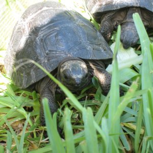 ALDABRA BREEDER