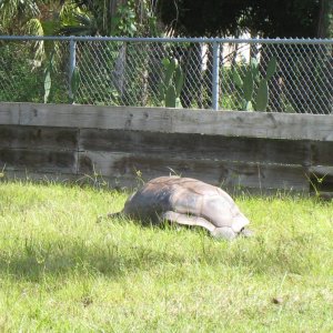 ALDABRA BREEDER
