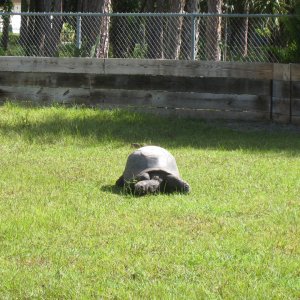 ALDABRA BREEDER
