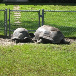 ALDABRA BREEDER